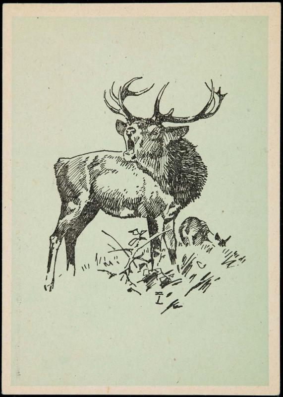 Reindeer