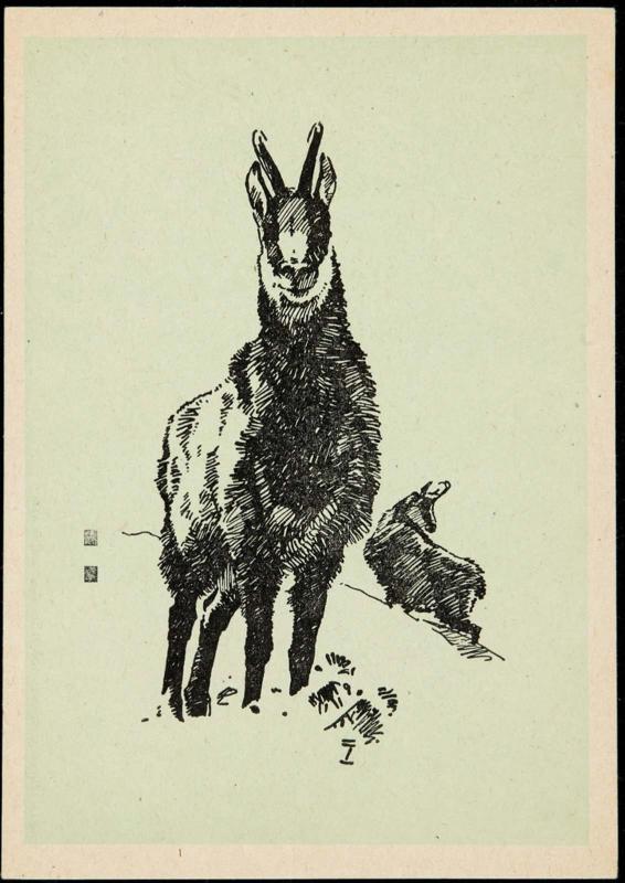 Llama