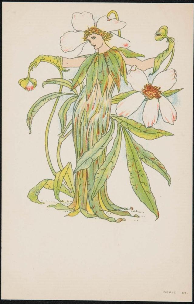 Christmas Rose, from a series based on Flora’s Feast