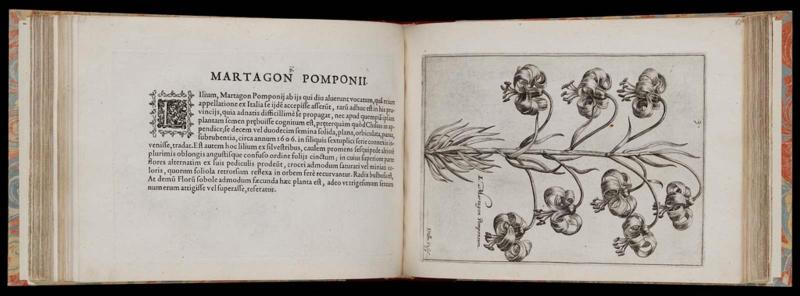 Hortus Floridus in quo rariorum & minus vulgarium florum Icones ad vivam veramque formam accuratissime delineatae