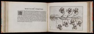 Hortus Floridus in quo rariorum & minus vulgarium florum Icones ad vivam veramque formam accuratissime delineatae