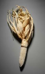 Pearl Corn Cob