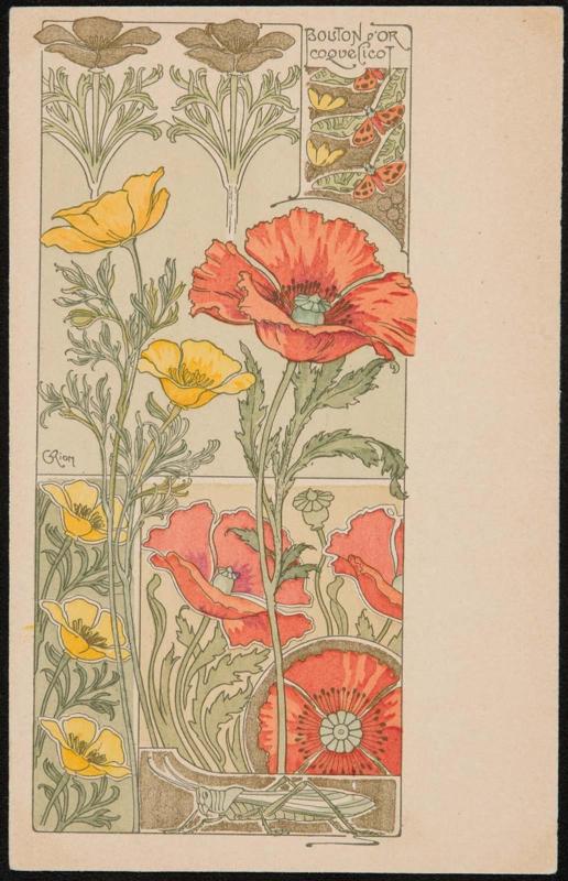 Bouton d'or Coquelicot