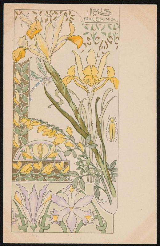 Iris et Faux Ebénier