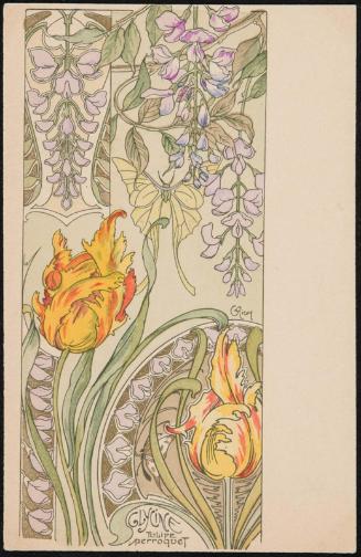 Glycine Tulipe Perroquet