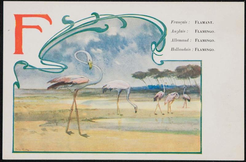 F; Flamingo