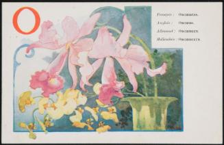 O; Orchids