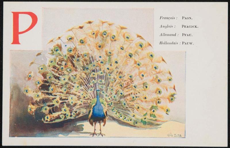P; Peacock