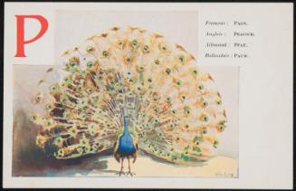 P; Peacock