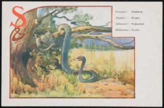 S; Snake