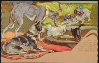 Dogs
