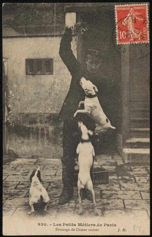 Dressage de Chiens ratiers