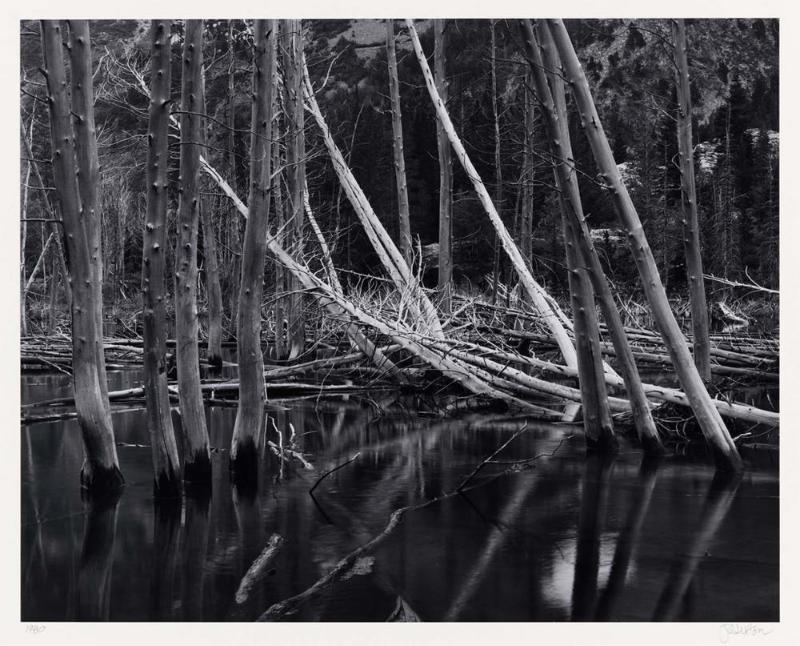 Fallen Aspen in Lundy Canyon