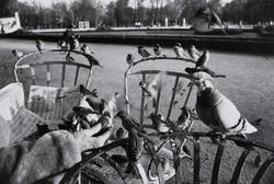 Tuileries Garden, Paris