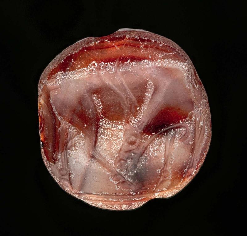 Lentoid seal with a bull licking his hoof