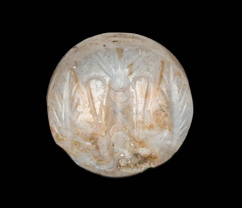 Discoid seal with a cuttlefish