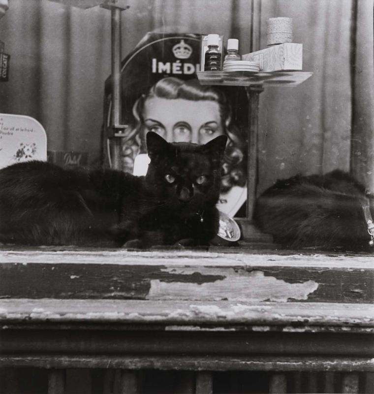 Paris (black cat)