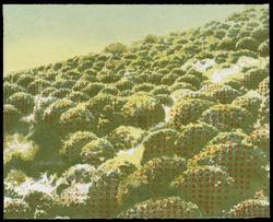 For all the Tea in China (from the portfolio, Translations 2006)