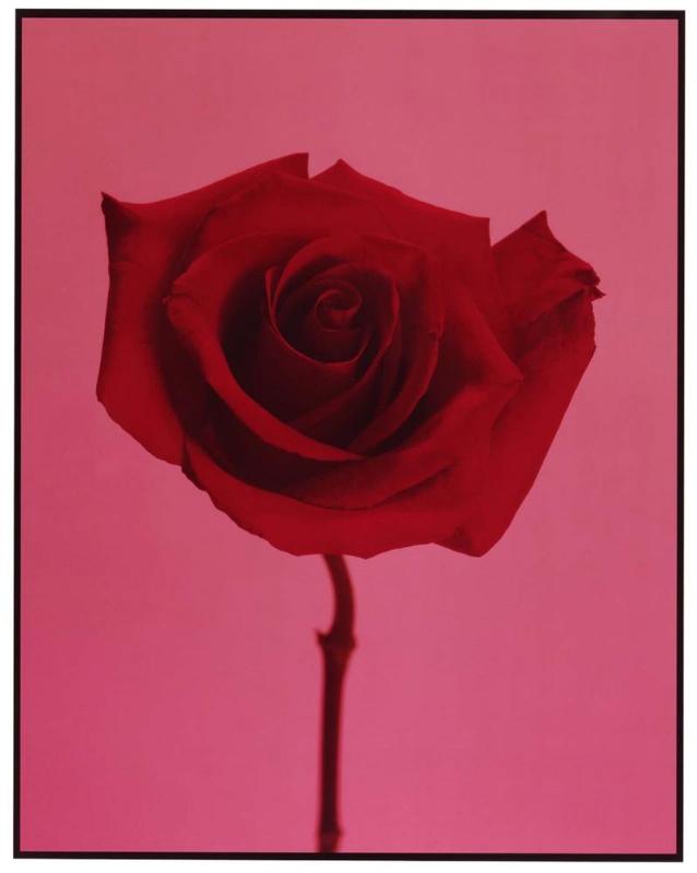 R is for Rose