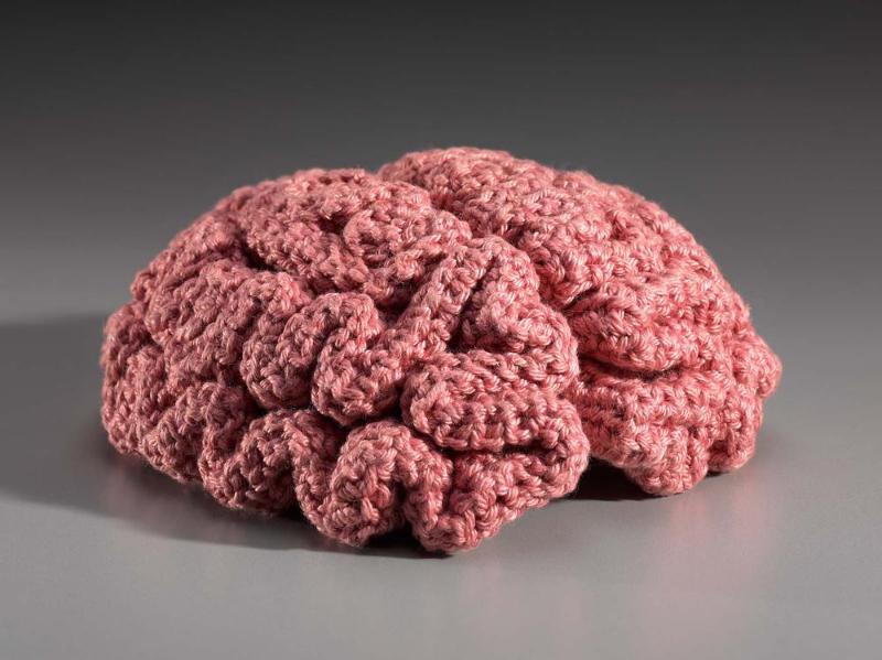 The brain