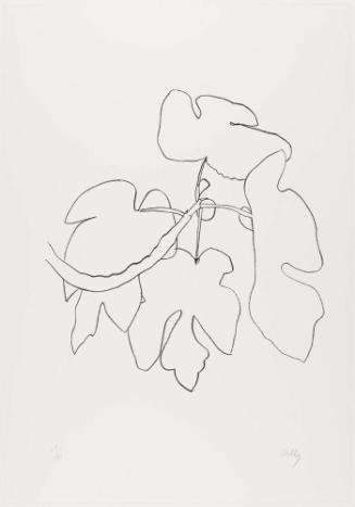 Fig Branch (Figue)