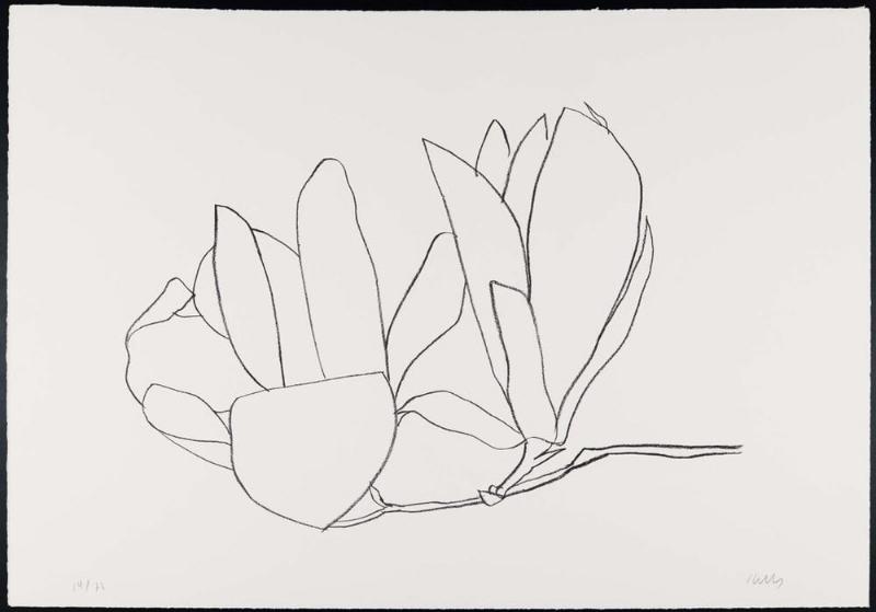 Magnolia