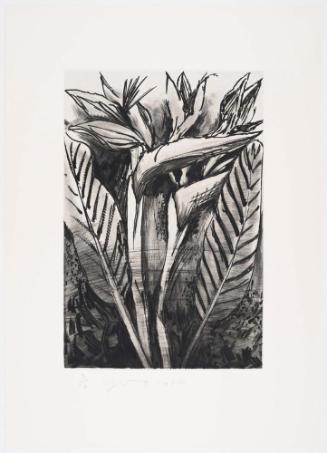 The Temple of Flora, Plate I: Bird-of-Paradise