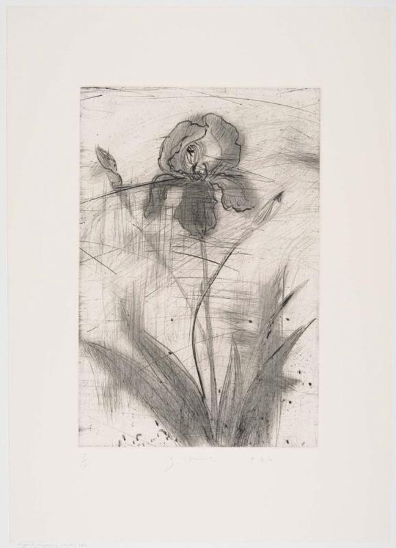 The Temple of Flora, Plate II: Iris
