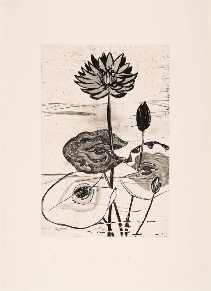 The Temple of Flora, Plate XIII: Blue Egyptian Water Lily