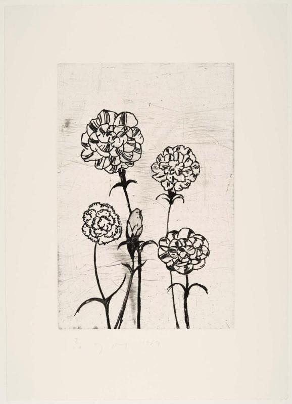 The Temple of Flora, Plate XV: Carnation