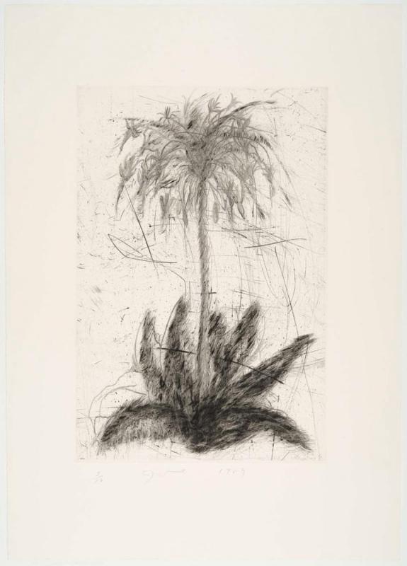 The Temple of Flora, Plate XVII: Shooting Star