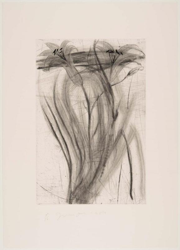 The Temple of Flora, Plate XIX: Daylily