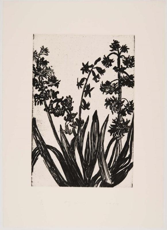 The Temple of Flora, Plate XX: Hyacinth