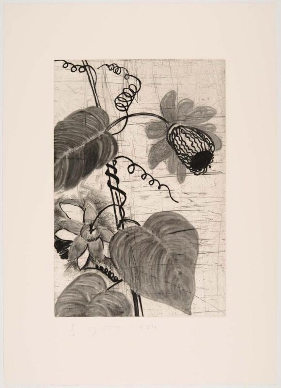 The Temple of Flora, Plate XXII: Winged Passionflower