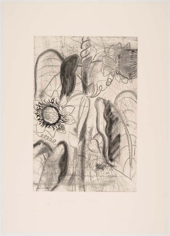 The Temple of Flora, Plate XXIV: Quadrangular Passionflower