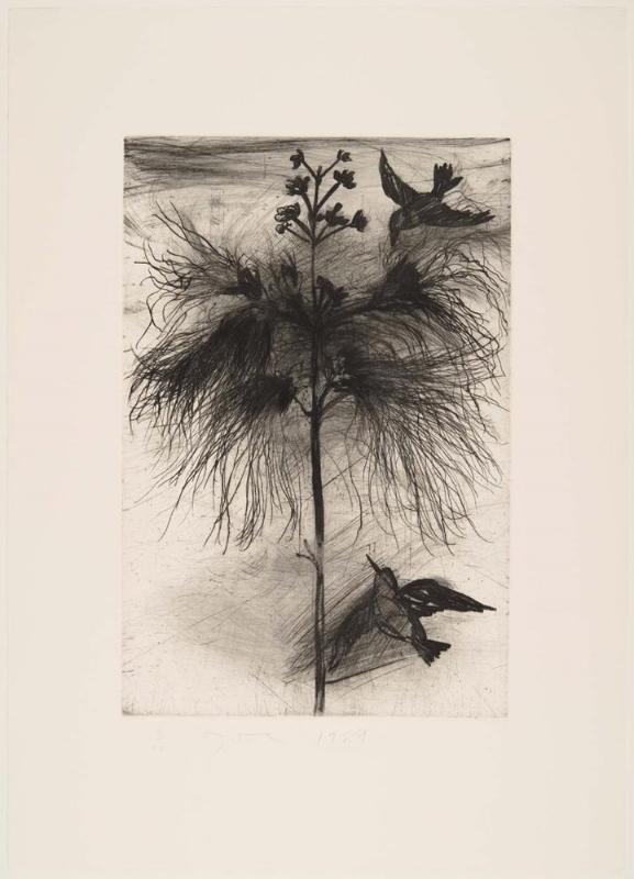 The Temple of Flora, Plate XXV: Powder-Puff Tree