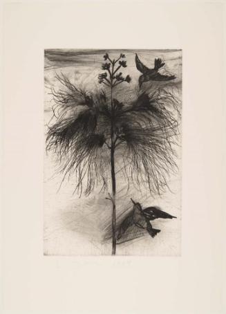 The Temple of Flora, Plate XXV: Powder-Puff Tree