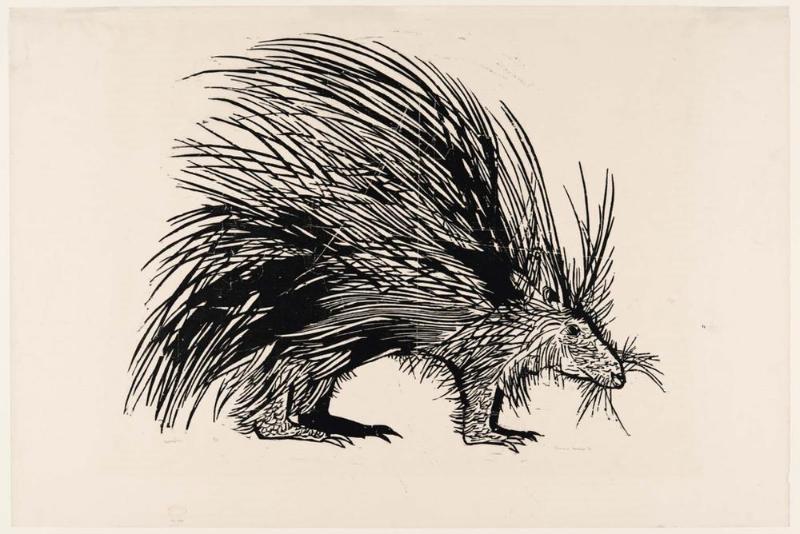 Porcupine