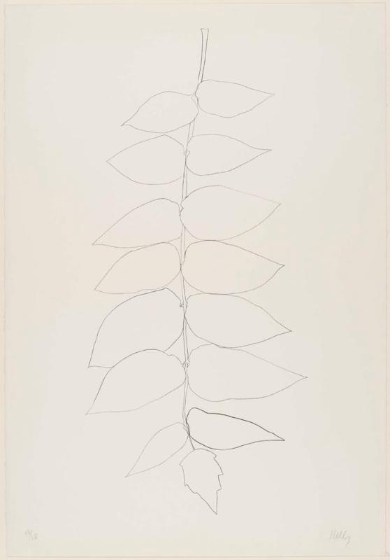 Ailanthus Leaves II (Vernis du Japon II)