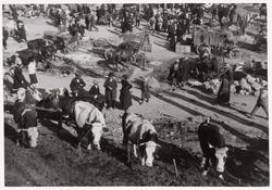 Mégève (4 Cows)