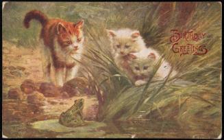 Kittens watching a frog.