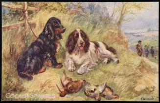 COCKER SPANIELS.