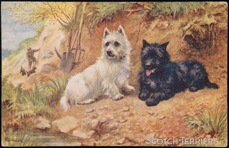 SCOTCH TERRIERS.