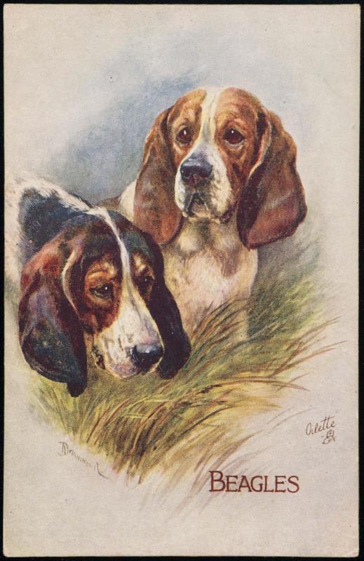 BEAGLES.