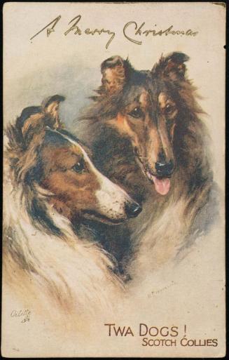 TWA DOGS! Scotch Collies.