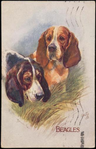 BEAGLES.