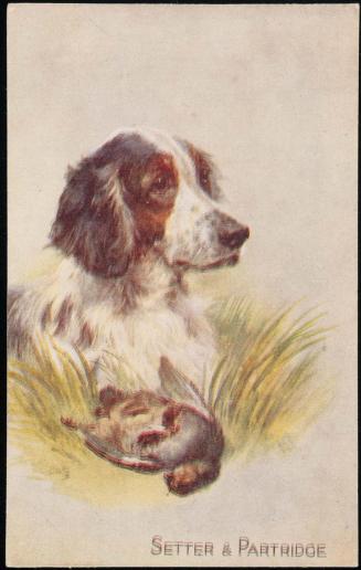 SETTER AND PARTRIDGE.