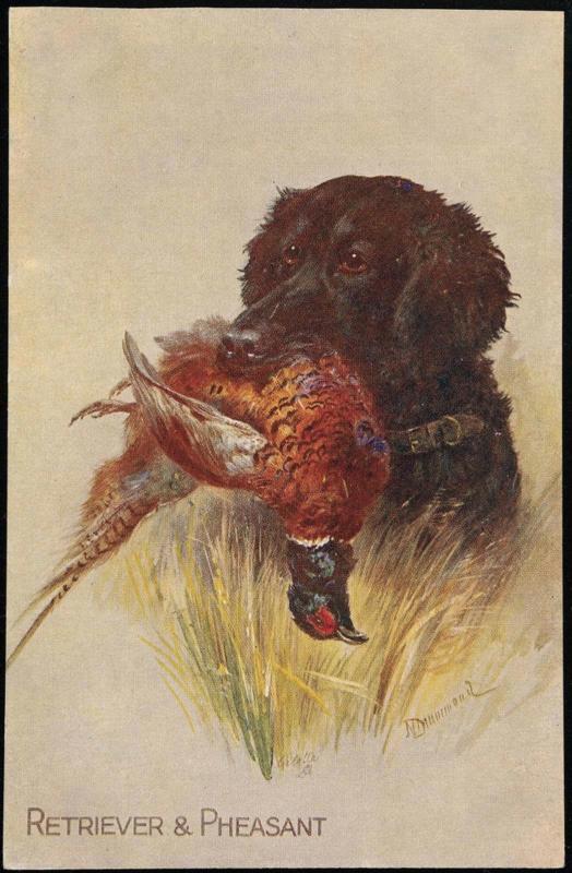 RETRIEVER & PHEASANT.