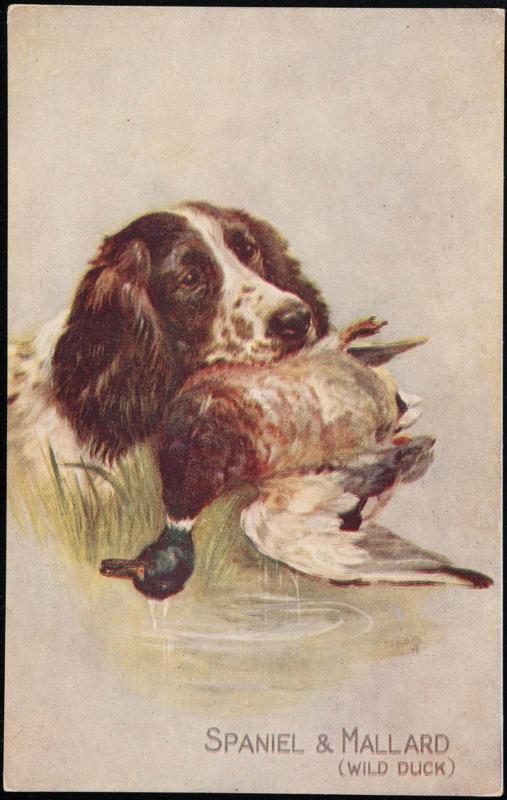 SPANIELS & MALLARD (WILD DUCK).