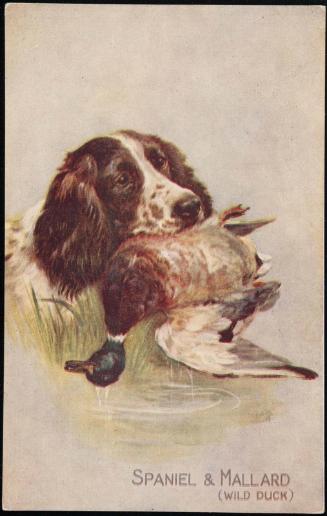 SPANIELS & MALLARD (WILD DUCK).